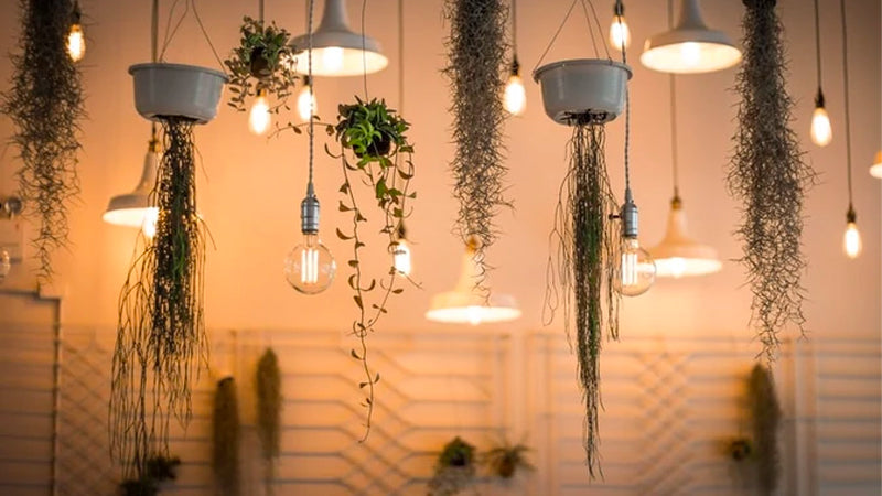 home lighting design using plants and LED lights